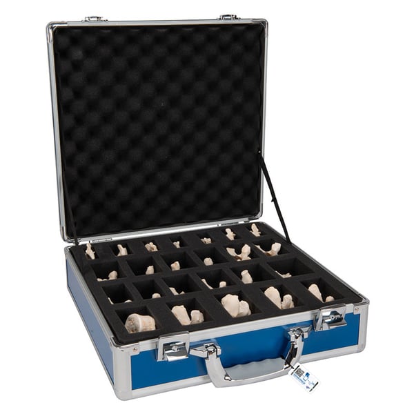 Set of 24 BONElike vertebrae