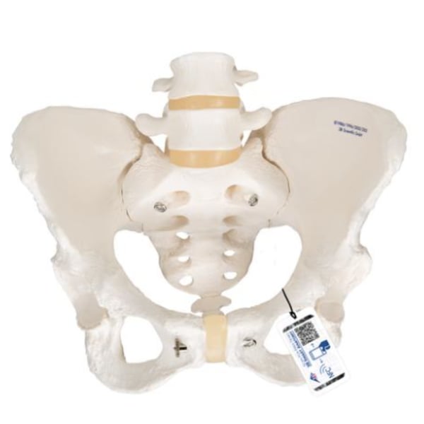 Anatomical model of the flexible female pelvic skeleton