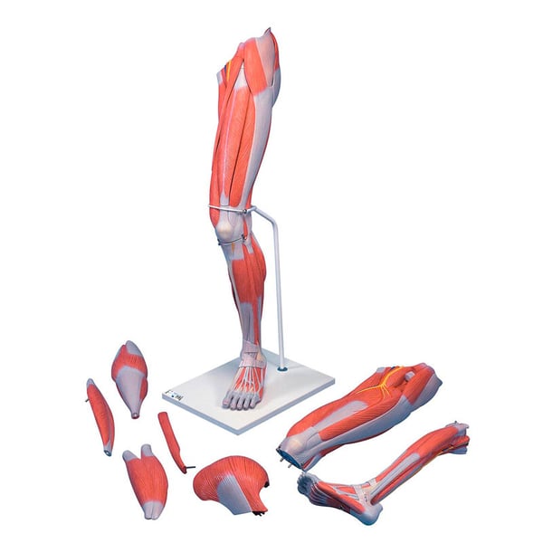 Leg muscle model removable into seven different pieces