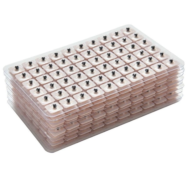 Mustard Seeds: ideal for auriculotherapy treatments (240 units)