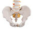 Flexible Spine Model: Classic Version Flexible Spine Model: Classic Version