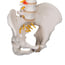 Flexible Spine Model: Classic Version Flexible Spine Model: Classic Version