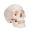 Classic skull model: Three different parts Classic skull model: Three different parts