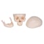 Classic skull model: Three different parts Classic skull model: Three different parts