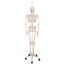 Physiological skeleton Phil: on five-wheeled rotating support (Special physiotherapy and osteopathy) Physiological skeleton Phil: on five-wheeled rotating support (Special physiotherapy and osteopathy)