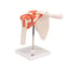 Shoulder Joint (Functional Model)