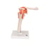 Shoulder Joint (Functional Model)