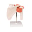 Shoulder Joint (Functional Model)