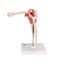Shoulder Joint (Functional Model)