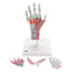 Hand skeleton model with ligaments and muscles