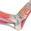 Foot skeleton model with ligaments and muscles