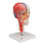 BONElike Deluxe Teaching Skull Model: Seven Different Parts BONElike Deluxe Teaching Skull Model: Seven Different Parts