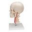 BONElike Deluxe Teaching Skull Model: Seven Different Parts BONElike Deluxe Teaching Skull Model: Seven Different Parts