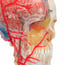 BONElike Deluxe Teaching Skull Model: Seven Different Parts BONElike Deluxe Teaching Skull Model: Seven Different Parts