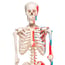 Max anatomical skeleton: with muscles on five-legged stand with wheels