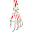Max anatomical skeleton: with muscles on five-legged stand with wheels
