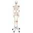 Leo anatomical skeleton: with articular ligaments and five-legged support with wheels