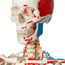 Sam Deluxe Anatomical Skeleton - On Hanging Stand with Five Wheels