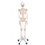 Fred Deluxe Anatomical Skeleton - Flexible Skeleton on Five Legged Stand with Wheels
