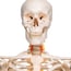 Fred Deluxe Anatomical Skeleton - Flexible Skeleton on Five Legged Stand with Wheels