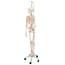 Feldi complete functional skeleton: hanging from a metal foot with five wheels (Special model)