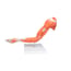 Muscle Arm Model: Six Different Parts