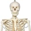 Life Size Skeleton 1.80 meters