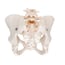 Female Pelvis Skeleton Anatomical Model Female Pelvis Skeleton Anatomical Model