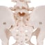 Female Pelvis Skeleton Anatomical Model Female Pelvis Skeleton Anatomical Model