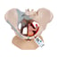 Female Pelvis Anatomical Model with Ligaments and Sagittal Midsection through Pelvic Floor Muscles (Four Parts) Female Pelvis Anatomical Model with Ligaments and Sagittal Midsection through Pelvic Floor Muscles (Four Parts)