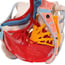 Anatomical model of female pelvis with ligaments, veins, nerves, pelvic floor and organs (six parts) Anatomical model of female pelvis with ligaments, veins, nerves, pelvic floor and organs (six parts)