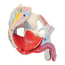 Anatomical model of the male pelvis with ligaments, vessels, nerves, pelvic floor and organs (Seven parts) Anatomical model of the male pelvis with ligaments, vessels, nerves, pelvic floor and organs (Seven parts)