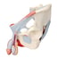 Anatomical model of the male pelvis with ligaments, vessels, nerves, pelvic floor and organs (Seven parts) Anatomical model of the male pelvis with ligaments, vessels, nerves, pelvic floor and organs (Seven parts)