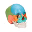 22-piece detachable skull model: Educational version 22-piece detachable skull model: Educational version