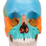 22-piece detachable skull model: Educational version 22-piece detachable skull model: Educational version