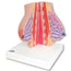 Female breast anatomical model L56. Realistic breast anatomy for teaching and training.