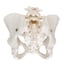 Anatomical model of the flexible female pelvic skeleton Anatomical model of the flexible female pelvic skeleton