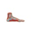 Flat exhibition foot Flat exhibition foot