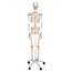 Stan anatomical classic skeleton: on five-legged stand with wheels