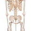 Stan anatomical classic skeleton: on five-legged stand with wheels