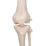 Stan anatomical classic skeleton: on five-legged stand with wheels