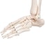 Stan anatomical classic skeleton: on five-legged stand with wheels