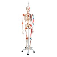 Deluxe Anatomical Skeleton Sam - On Five-Wheeled Metal Stand