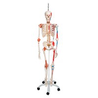 Sam Deluxe Anatomical Skeleton - On Hanging Stand with Five Wheels