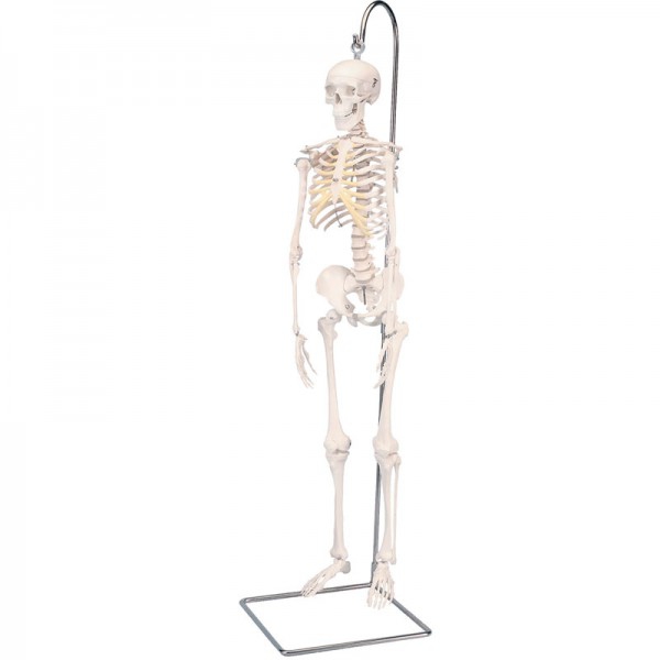 Shorty full mini skeleton on hanging stand