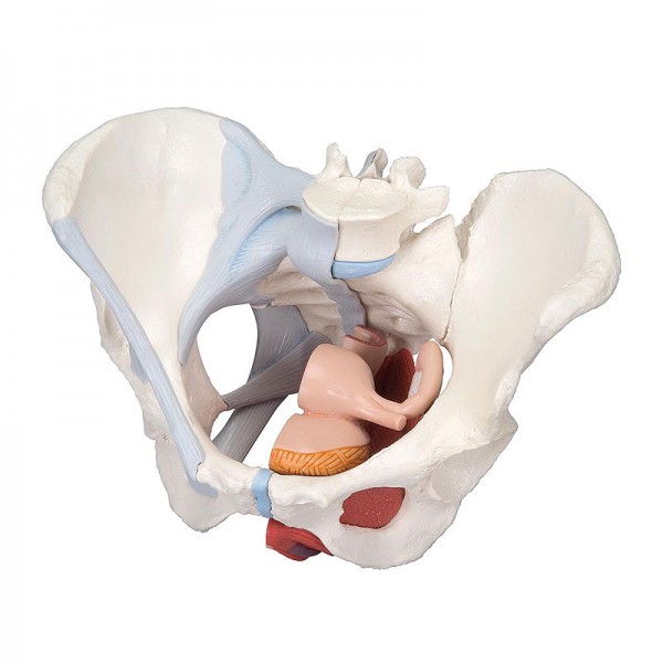 Female Pelvis Anatomical Model with Ligaments and Sagittal Midsection through Pelvic Floor Muscles (Four Parts)
