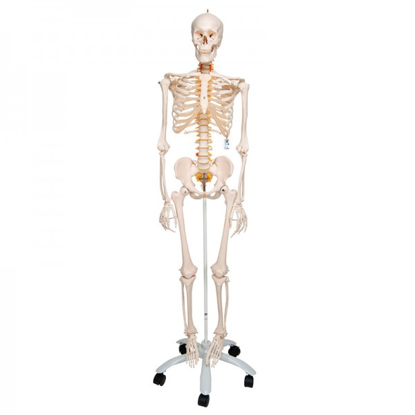 Fred Deluxe Anatomical Skeleton - Flexible Skeleton on Five Legged Stand with Wheels