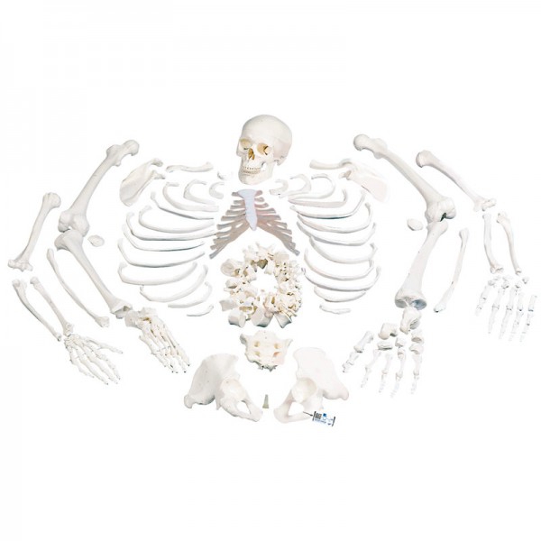 Complete disarticulated skeleton: with three-piece skull