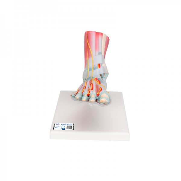 Foot skeleton model with ligaments and muscles