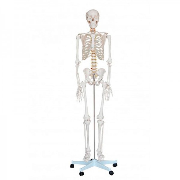 Life Size Skeleton 1.80 meters